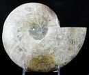 Cut Ammonite Fossil (Half) - Beautifully Agatized #58281-2